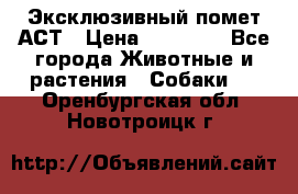 Эксклюзивный помет АСТ › Цена ­ 30 000 - Все города Животные и растения » Собаки   . Оренбургская обл.,Новотроицк г.